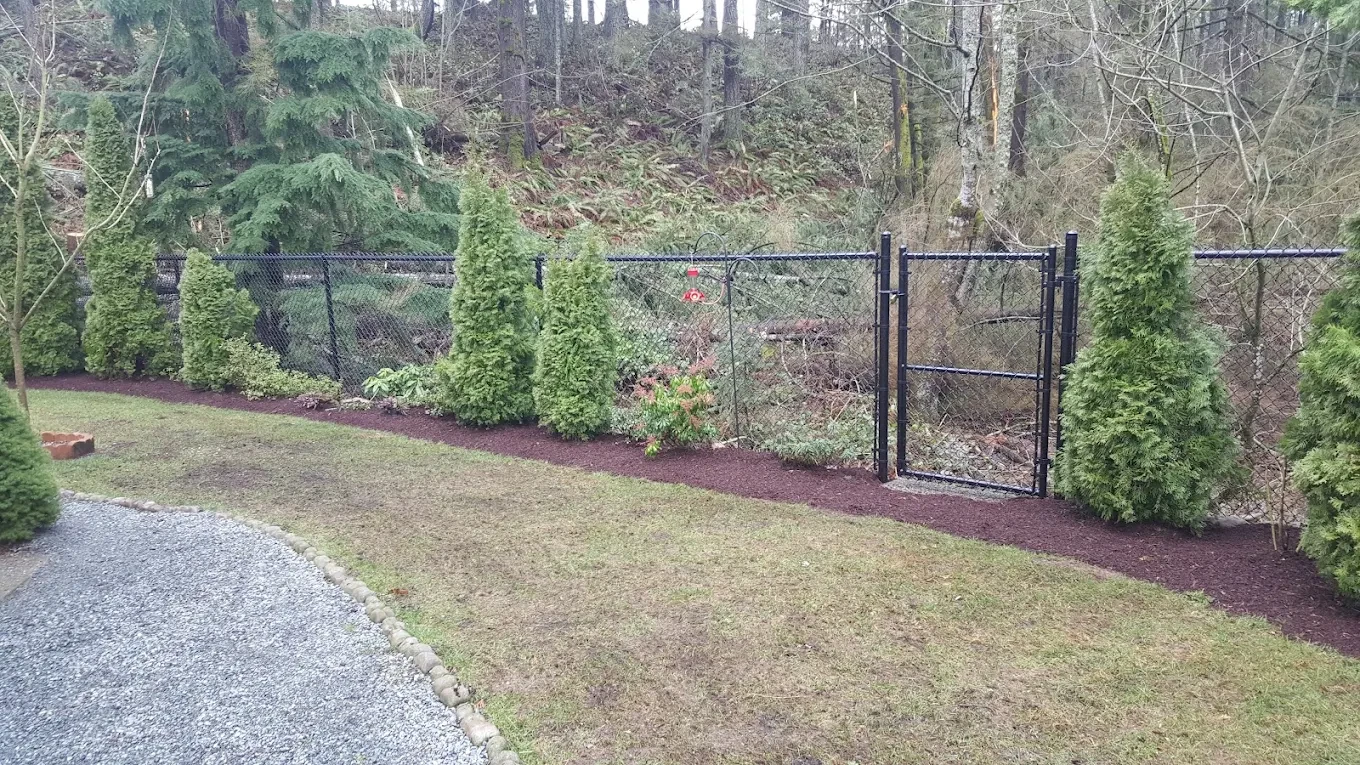 Fenced backyard with evergreen shrubs and landscaping